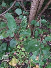 Eriophyes similis