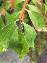 Plinachtus bicoloripes