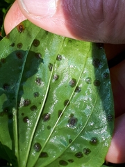 Phyllosticta plantaginis