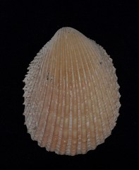 Vasticardium vertebratum