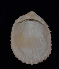Vasticardium vertebratum
