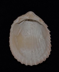 Vasticardium vertebratum