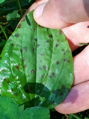 Phyllosticta plantaginis