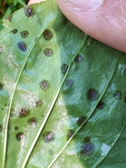 Phyllosticta plantaginis