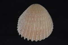 Vasticardium vertebratum