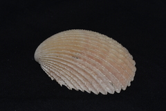 Vasticardium vertebratum