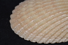 Vasticardium vertebratum