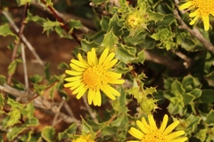 Berkheya spinosa