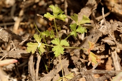 Pelargonium trifidum