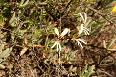 Pelargonium trifidum