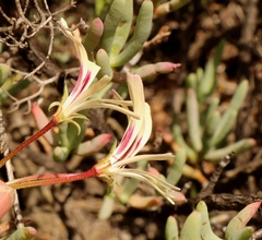 Pelargonium trifidum