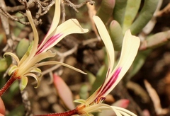 Pelargonium trifidum