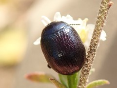 Chrysolina haemoptera