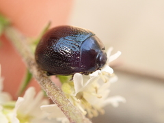 Chrysolina haemoptera