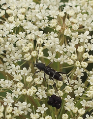 Chlorophorus sartor