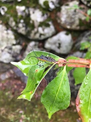 Plinachtus bicoloripes