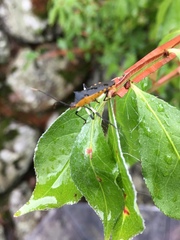 Plinachtus bicoloripes