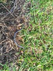 Calamaria lumbricoidea