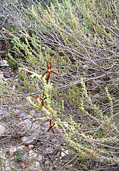 Jamesbrittenia atropurpurea