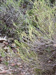 Jamesbrittenia atropurpurea