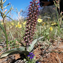Lachenalia violacea