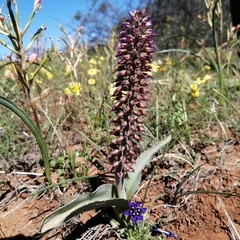 Lachenalia violacea