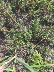 Hermannia ternifolia