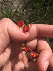 Hermannia ternifolia