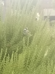 Passer domesticus
