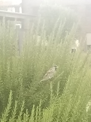 Passer domesticus