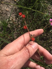 Hermannia ternifolia