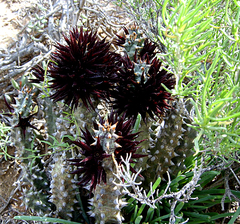 Quaqua mammillaris