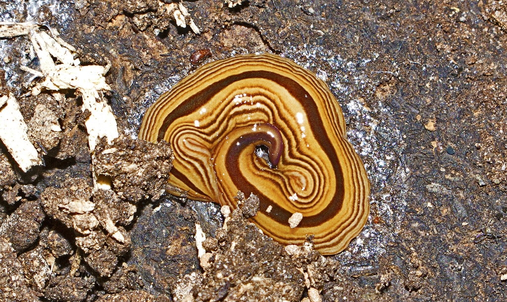 Australopacifica regina