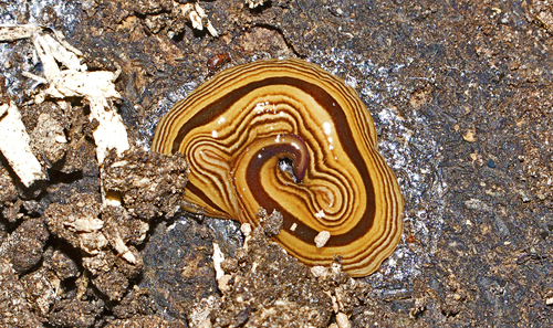 Australopacifica regina (Dendy, 1892)