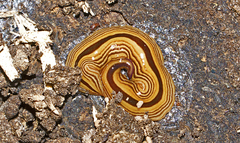 Australopacifica regina