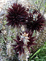 Quaqua mammillaris