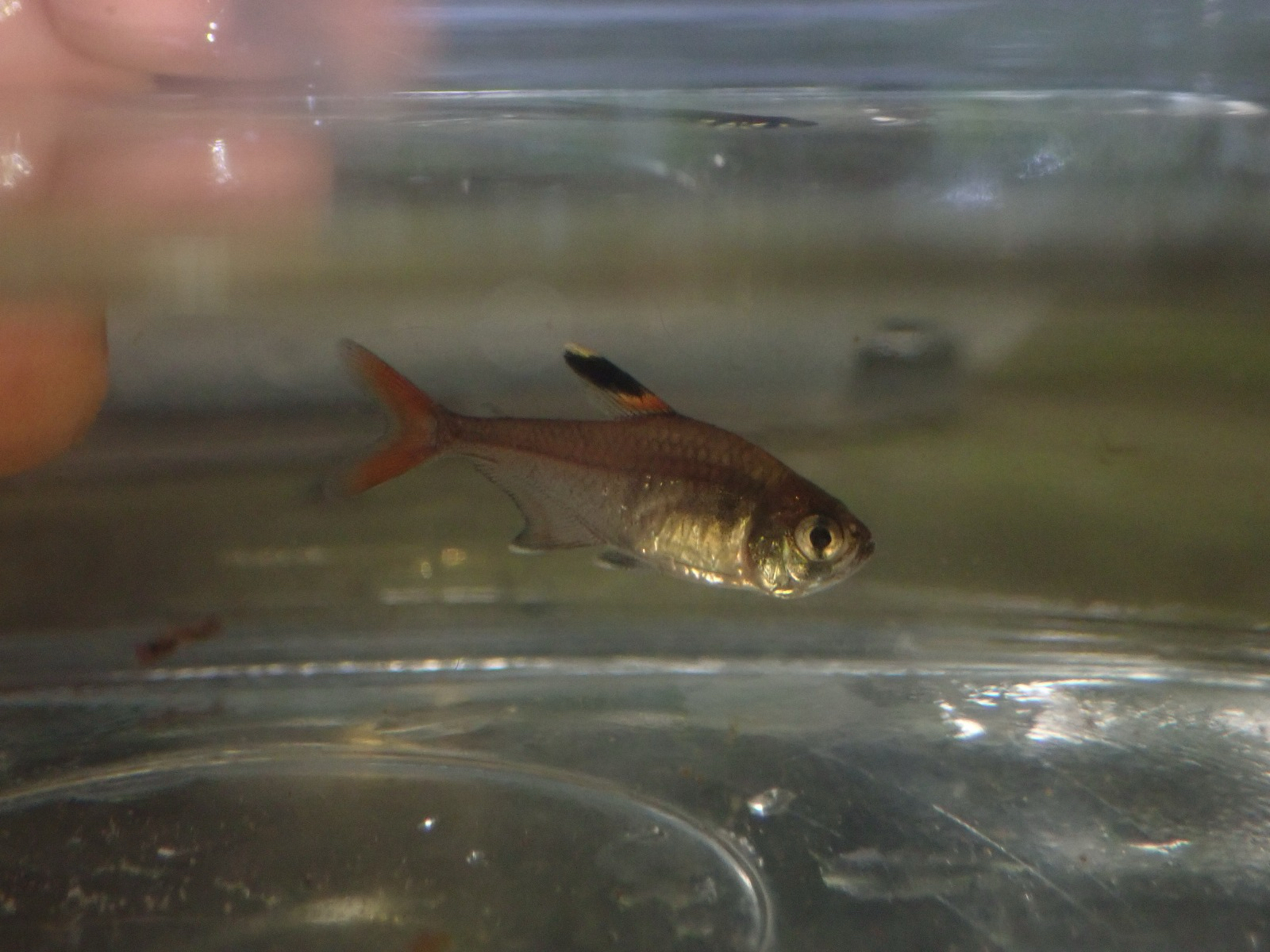 False X-Ray Tetra photo 3