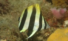 Amphichaetodon howensis