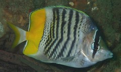 Chaetodon mertensii