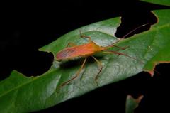 Homoeocerus biguttatus