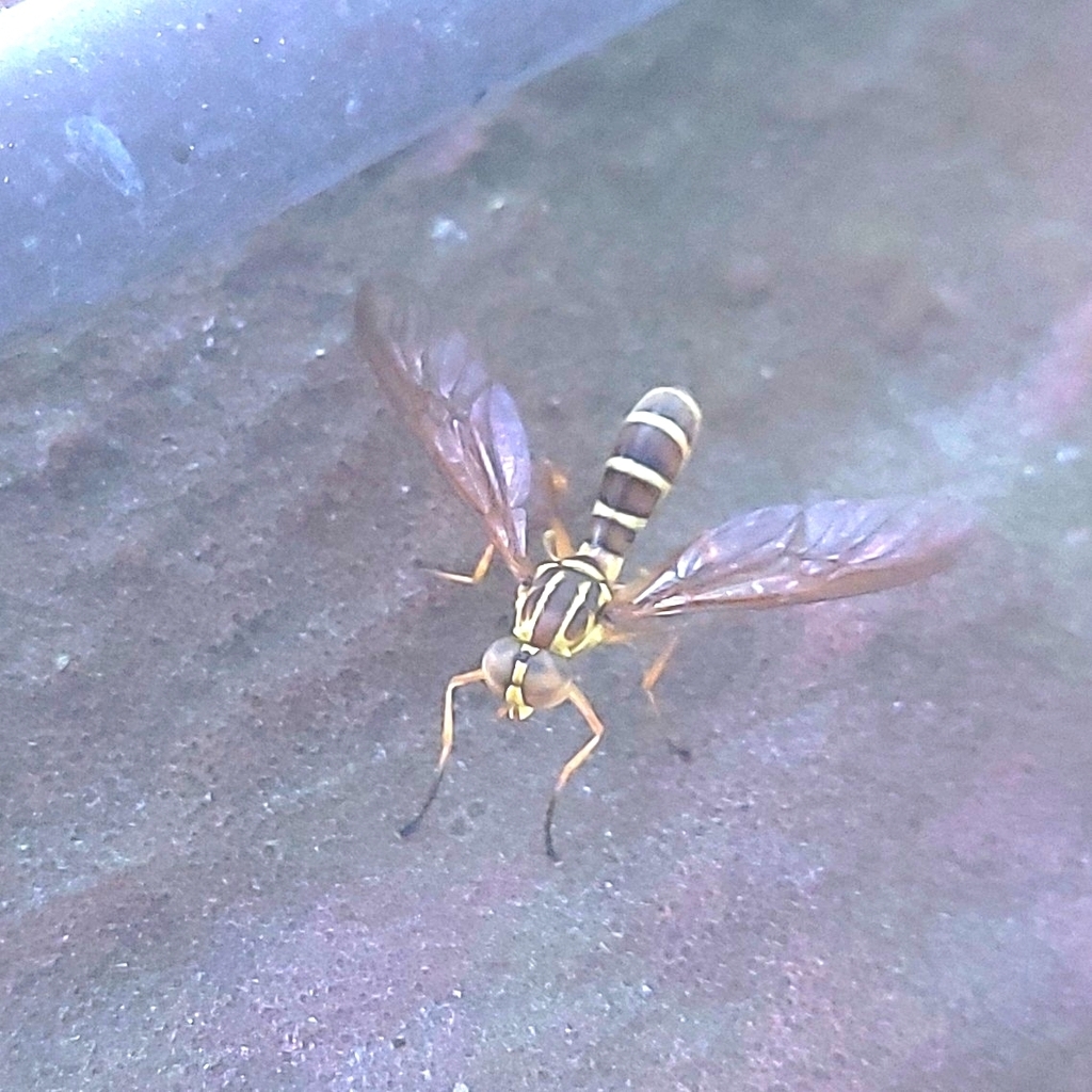 Ptecticus flaviceps