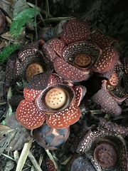 Rafflesia lagascae
