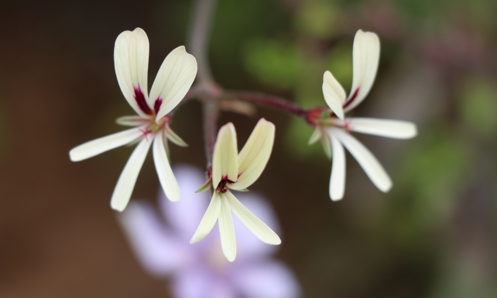 brittle-stalked pelargonium