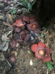 Rafflesia lagascae