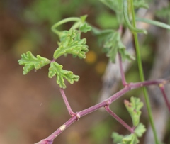 Pelargonium trifidum