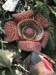 Rafflesia lagascae