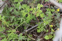 Pelargonium trifidum