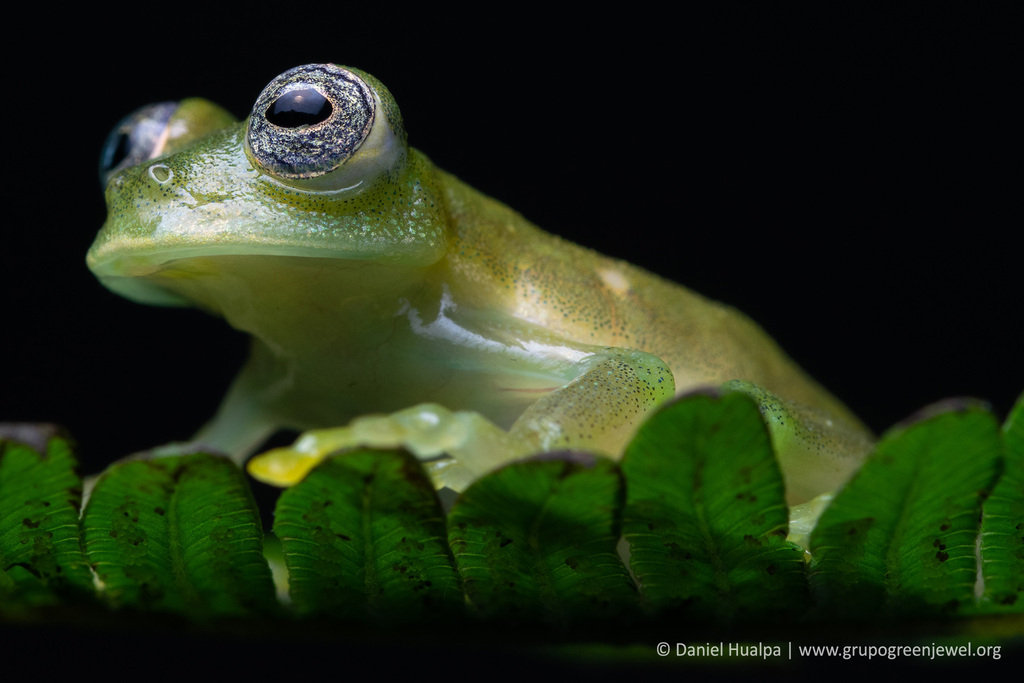 Unadorned Glassfrog