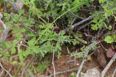 Pelargonium trifidum
