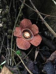 Rafflesia lagascae